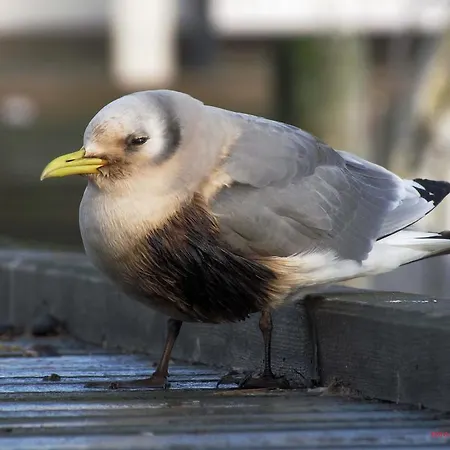 アパート Feriebo